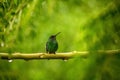 Steely-vented hummingbird sitting on branch in rain, hummingbird from tropical rain forest,Colombia,bird perching,tiny beautiful b