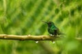 Steely-vented hummingbird sitting on branch in rain, hummingbird from tropical rain forest,Colombia,bird perching,tiny beautiful b