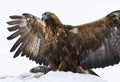 Steenarend, Golden Eagle, Aquila chrysaetos Royalty Free Stock Photo