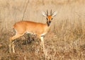 Steenbok Royalty Free Stock Photo