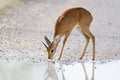 Steenbok