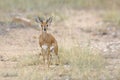 Steenbok in Kruger National park, South Africa Royalty Free Stock Photo