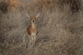 steenbok, raphicerus campestris, steinbuck, steinbok