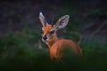 Steenbok antelope, Raphicerus campestris, sunset evening light, grassy nature habitat, Okavango, Botswana. Wildlife scene from