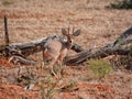 Steenbok Antelope Royalty Free Stock Photo