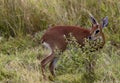 Steenbok Royalty Free Stock Photo