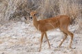 Steenbok, Etosha National Park, Namibia Royalty Free Stock Photo