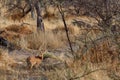 Steenbok, Etosha National Park, Namibia Royalty Free Stock Photo