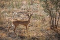 Steenbok in Kgalagadi transfrontier park, South Africa