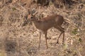 A steenbok male walking in the bush around the safari car.