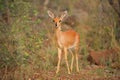 Steenbok (Raphicerus campestris)