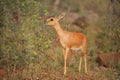 Steenbok (Raphicerus campestris)