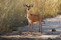 Steenbok (Raphicerus campestris)