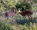 Steenbok (Raphicerus campestris) grazing among the bushes : (pix Sanjiv Shukla) Royalty Free Stock Photo