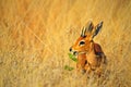 Steenbok, Raphicerus campestris, with green leaves in the muzzle, grass nature habitat, Hwange National Park, Zimbabwe