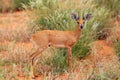 The steenbok Raphicerus campestris is hidden in bush. Small antelope in the red dune Royalty Free Stock Photo