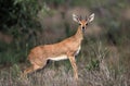 Steenbok, raphicerus campestris, Male, South Africa