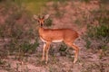 Steenbok - Raphicerus campestris, small shy beautiful antelope from African savannah and bushes, Etosha National Park, Namibia,