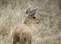A Steenbok (Raphicerus campestris) standing in the grass looking back Royalty Free Stock Photo