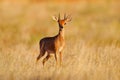 Steenbok, Raphicerus campestris, sunset evening light, grassy nature habitat, Kgalagadi, Botswana. Wildlife scene from nature.