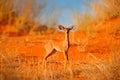 Steenbok, Raphicerus campestris, sunset evening light, grassy nature habitat, Kgalagadi, Botswana. Wildlife scene from nature.