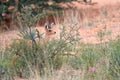 Steenbok, Raphicerus campestris, wild animal in Kalahari, behind bushes. Small antelope on red sand of Kgalagadi. Steenbok on red