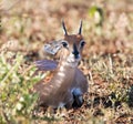 Steenbok rests nervously ion shade to avoid predators Royalty Free Stock Photo