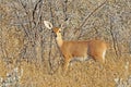 Steenbok, Steenbuck, Raphicerus campestris