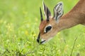 Steenbokantilope, Steenbok, Raphicerus campestris Royalty Free Stock Photo