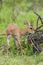 Steenbokantilope, Steenbok, Raphicerus campestris Royalty Free Stock Photo