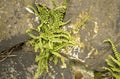 Steenbreekvaren, Maidenhair Spleenwort, Asplenium trichomanes