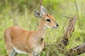 Steenbuck Antelope Royalty Free Stock Photo