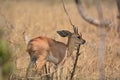 Steenbuck in the shade Royalty Free Stock Photo