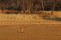 Steenbuck Royalty Free Stock Photo