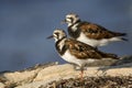 Steenloper, Ruddy Turnstone, Arenaria interpres