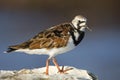 Steenloper, Ruddy Turnstone, Arenaria interpres