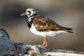 Steenloper, Ruddy Turnstone, Arenaria interpres