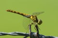 Steenrode heidelibel, Moustached Darter, Sympetrum vulgatum