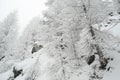 Steep alpine slope with coniferous trees in white frost