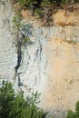 Mountain goats licking salty rocks near Glacier National Park