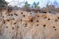 The steep coast with nests of birds in sand. Bird nest on the ground