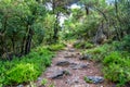 Steep forest path on Skopelos island