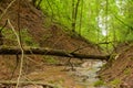 Steep forest ravine with small river