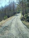 steep forest road uphill