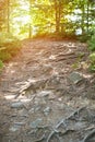 Steep forest trail with rocks and tree roots. Walks in wood park. Verrical frame