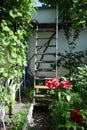 steep garden stairway with roses and vine