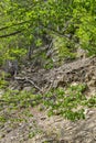 Steep mountain side with trees rocks and soil, abstract natural texture Royalty Free Stock Photo