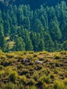 Steep mountain slope with grazing two cows. Green highland pasture. Vertical view