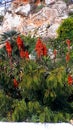 Aloe Vera in Frigiliana one of the beautiful white villages of the Southern Spain area of Andalucia in the Alpujarra mountains Royalty Free Stock Photo