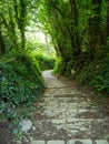 Steep stone steps on a deciduous woodland path in summer Royalty Free Stock Photo